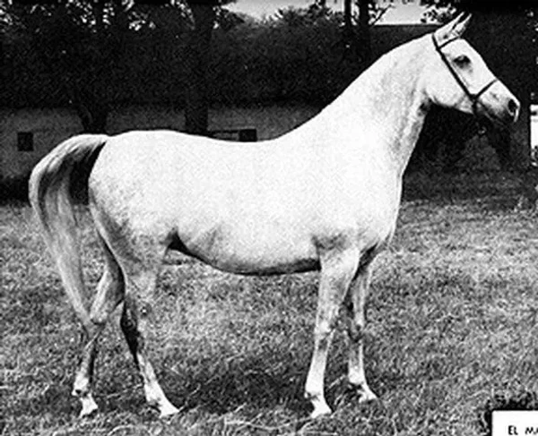 El Maar
