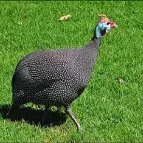 Black Guineafowl