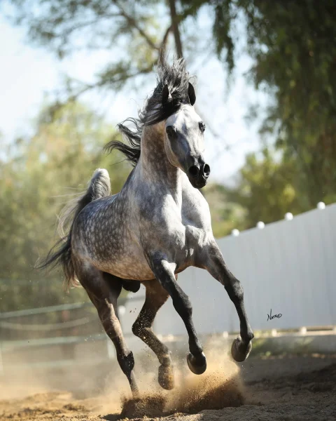 
          Sharif Al Zobair
        