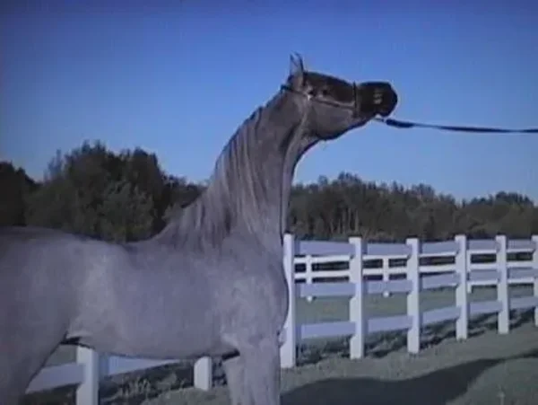 Luxemere Farenza as a two year-old filly