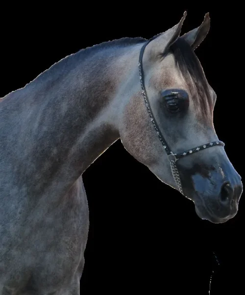 SOLStiS