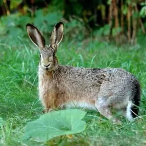 Hare & Jackrabbit