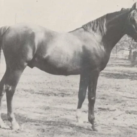 ABU FARWA (Rabiyas x *Rissletta by Naseem) ~ Pictured @ 19 years old
