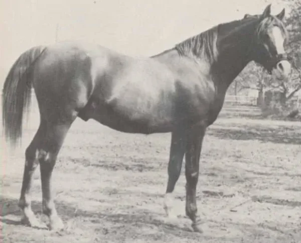 ABU FARWA