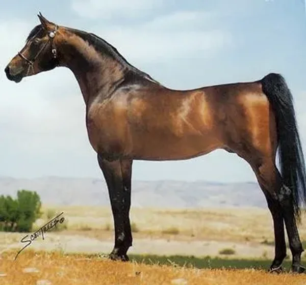 EL HAZEER