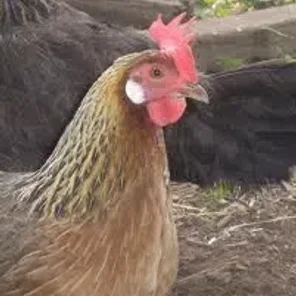 Single Comb Light Brown Leghorn