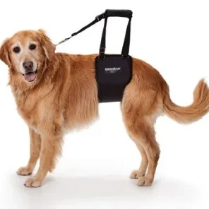 Ginger of GingerLead