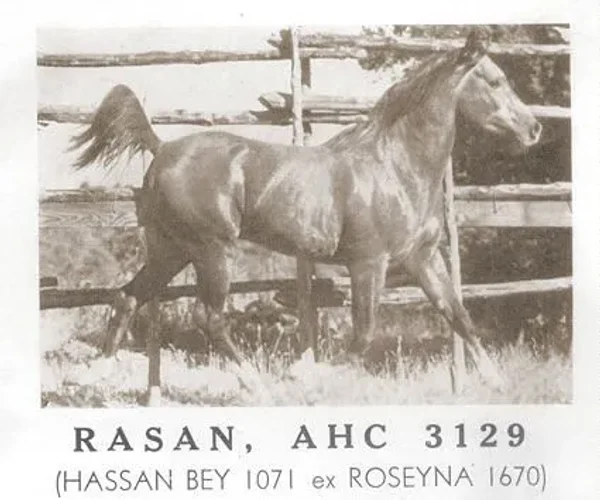 Rasan