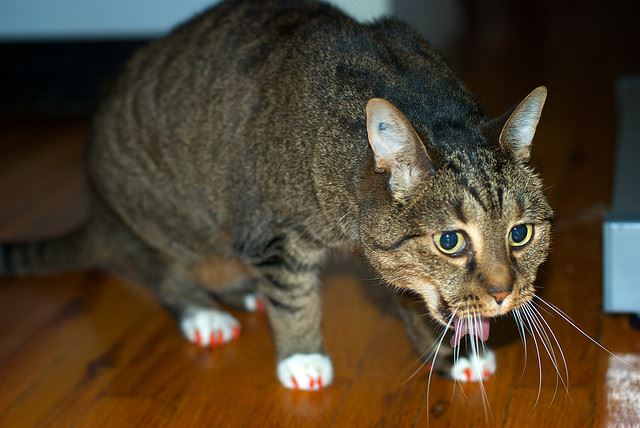 What Causes Cats to Vomit?