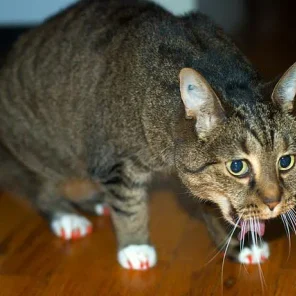 What Causes Cats to Vomit?