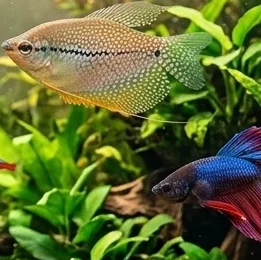 Fish - Fresh Water