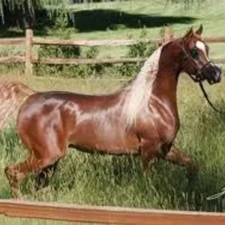 Justify