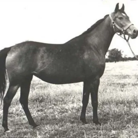Algoa