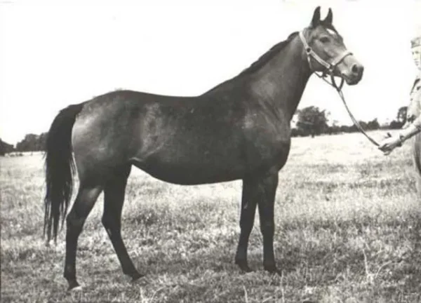 Algoa