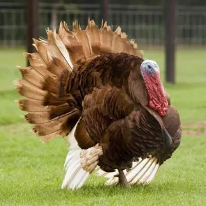 Turkey