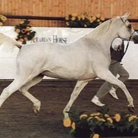 Found these photos of 218 Elf Layla Walayla B when she was a show-horse.