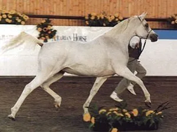 Found these photos of 218 Elf Layla Walayla B when she was a show-horse.