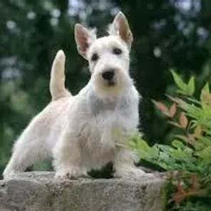 Scottish-Skye Terrier (Designer Dog)