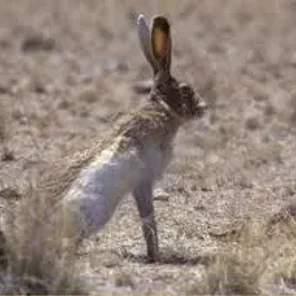 White-sided Jackrabbit