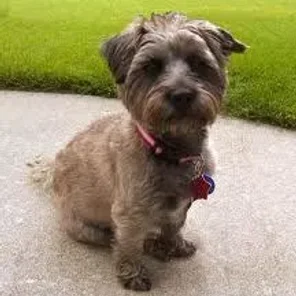 Havanestie (Designer Dog)