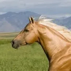 Palomino