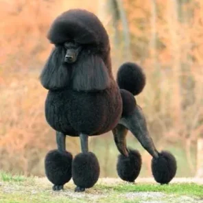 Standard Poodle