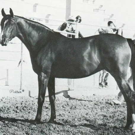 TOI (Troy x Miss T by Yatez)