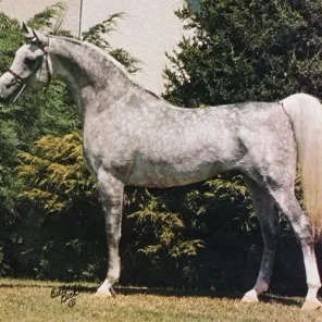 Ruminaja Ali