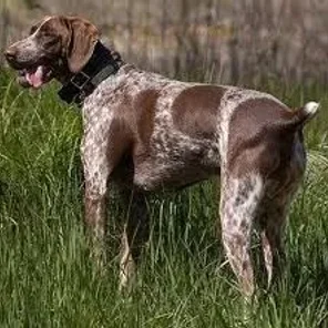 German Shorthaired Pointer
