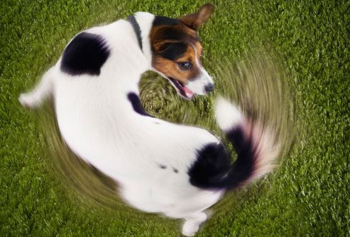 Is My Dog Normal?
