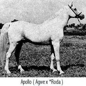 apollo