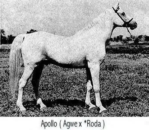 apollo