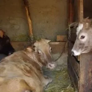 Azerbaijan Zebu