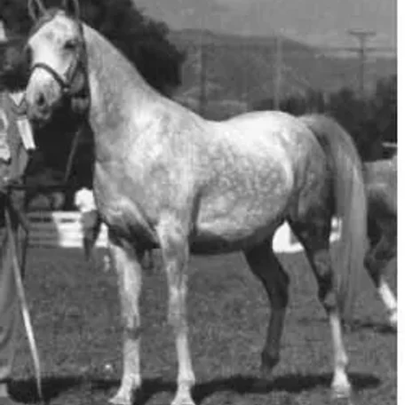 Bint Sahara
