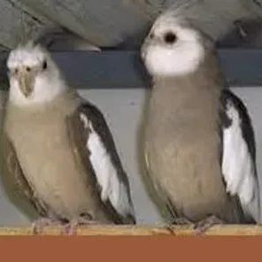 Pewter Cockatiel