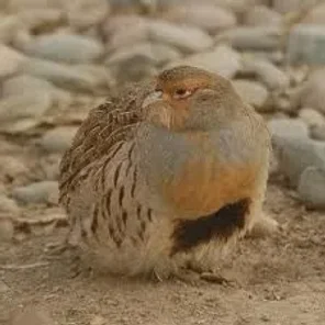 Daurian Partridge