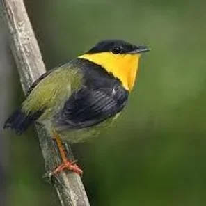 Golden-collared