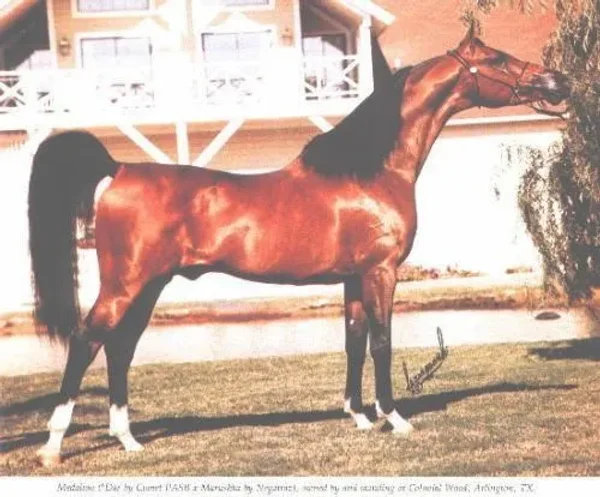 Medalion