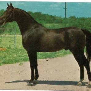 BEAU IBN HANRAH