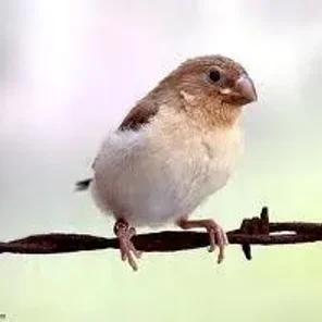 African Silverbill