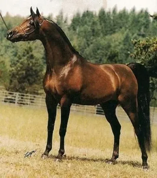 Aikon