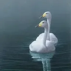 Whooper Swan