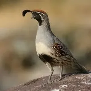 Gambel's Quail