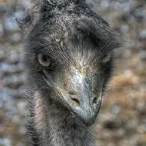 Emu