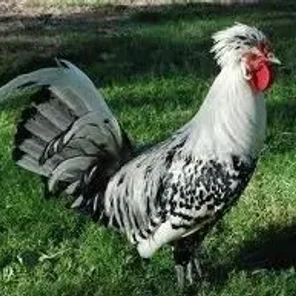 Spitshauben