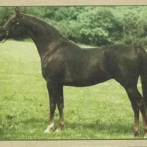 Muneera