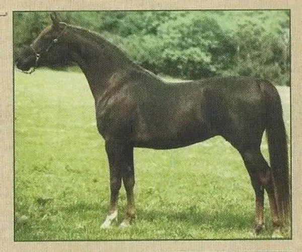 Muneera