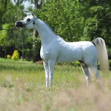 2014 Excalibur EA