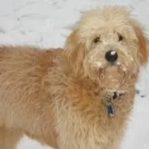 Petite Goldendoodle (Designer Dog)