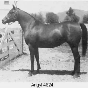 ANGYL